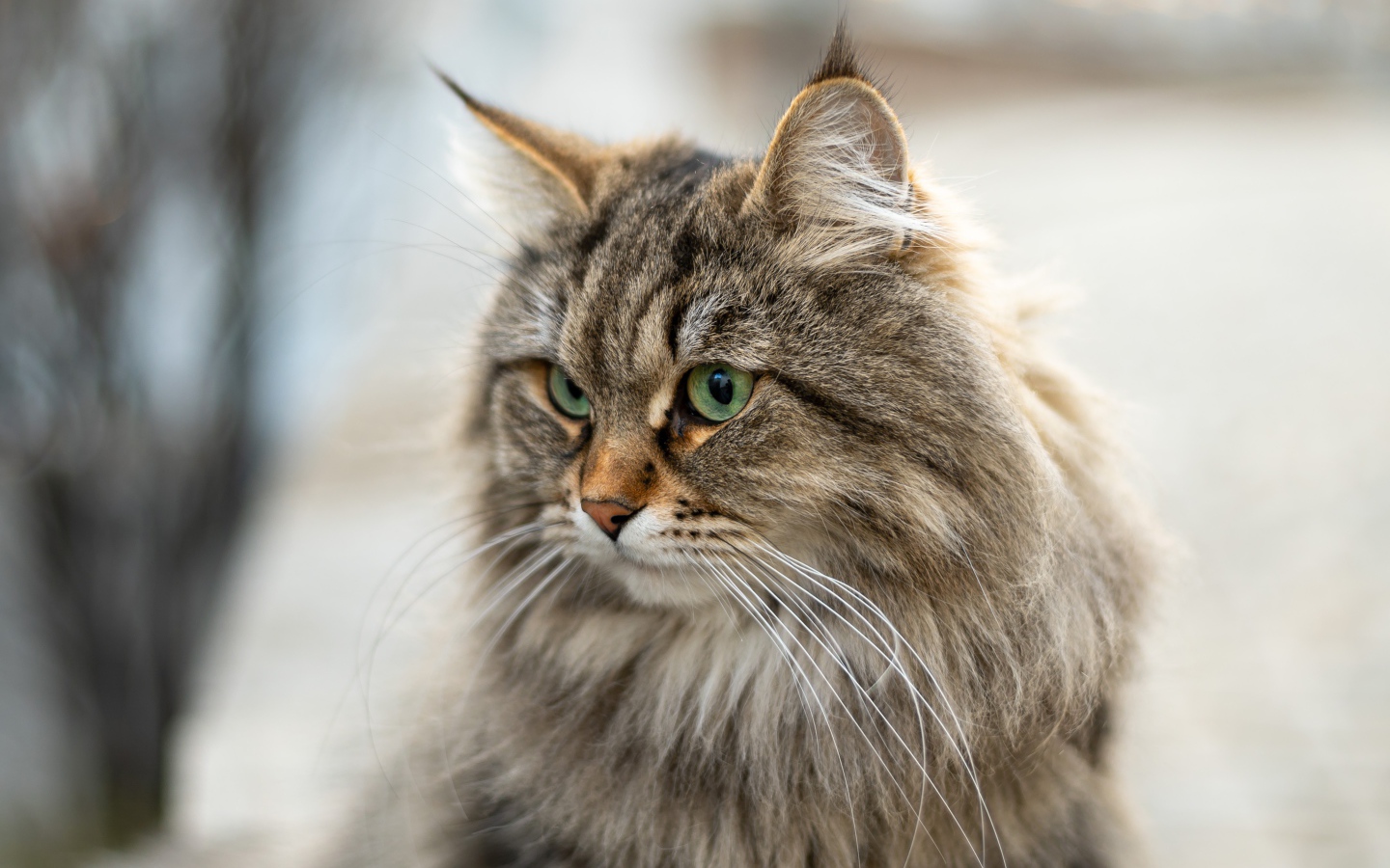 Пушистый серый кот с кисточками на ушах 