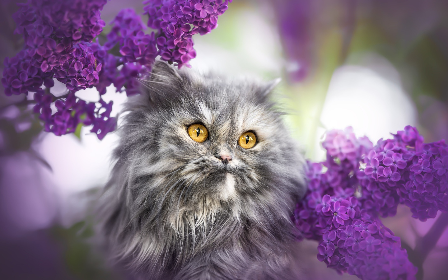 Пушистый серый кот с желтыми глазами в цветах сирени 