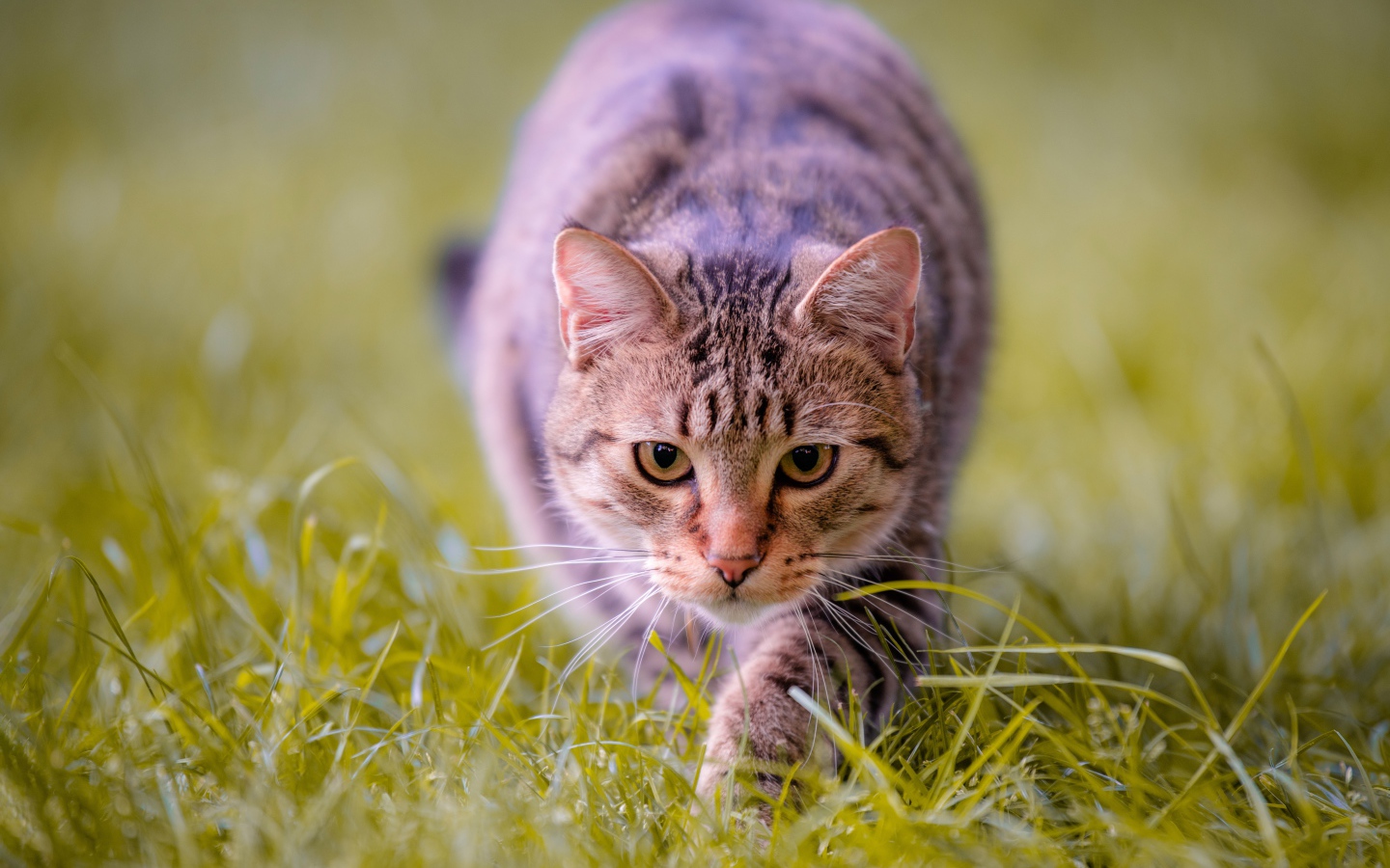 Серая кошка крадется по зеленой траве 