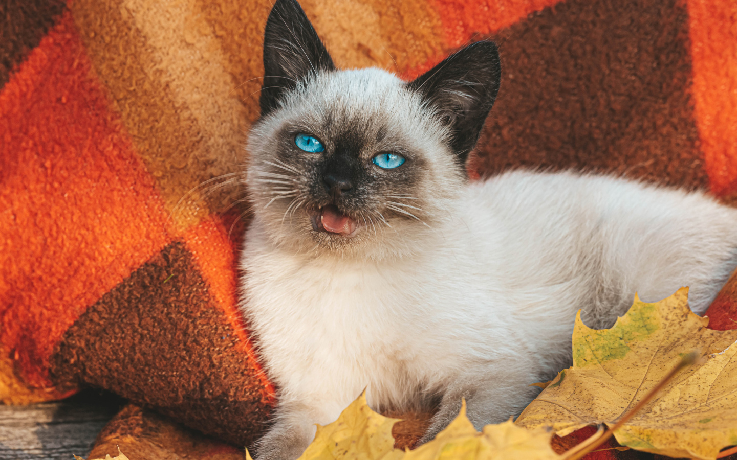 Маленький голубоглазый сиамский котенок лежит на одеяле