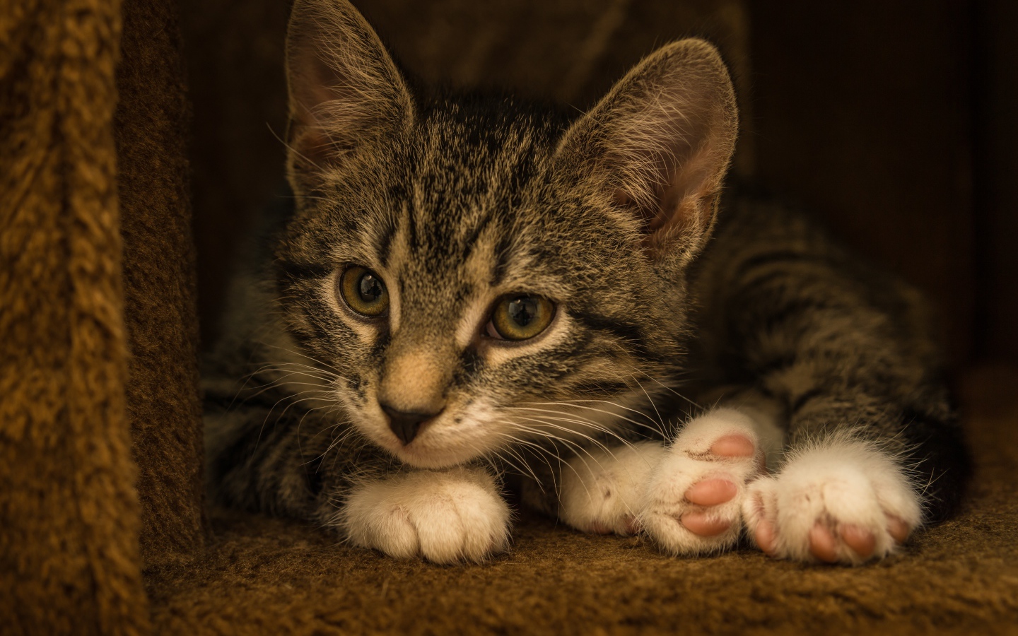 Маленький забавный серый котенок  в домике