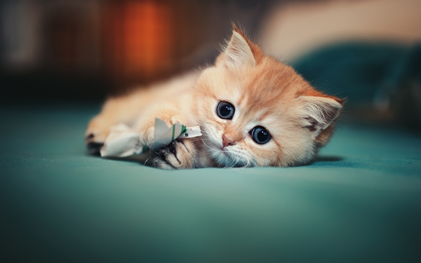 Маленький испуганный котенок играет на кровати 