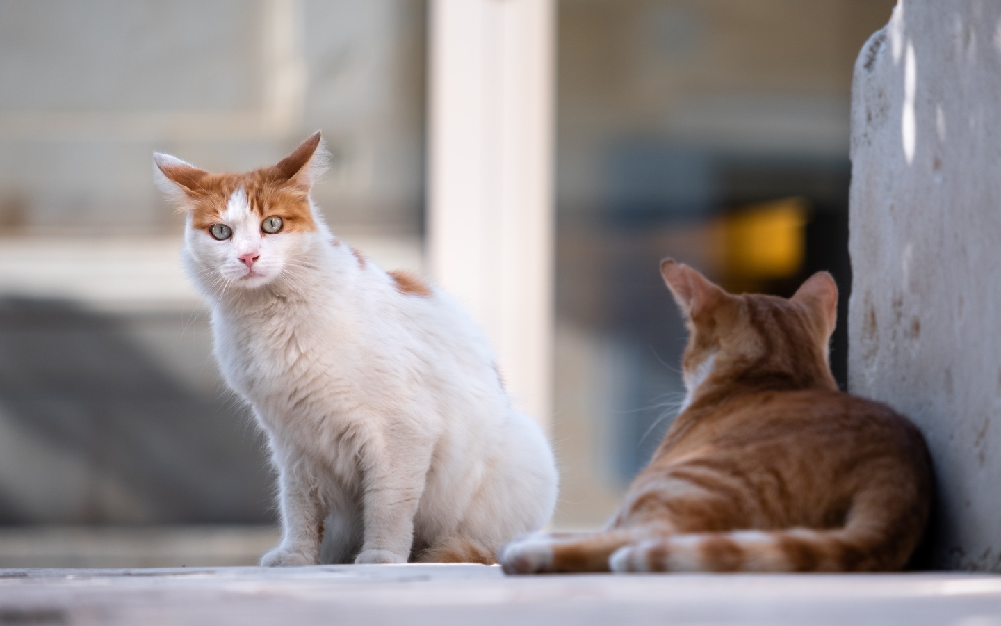 Испуганный голубоглазый кот с рыжим соперником