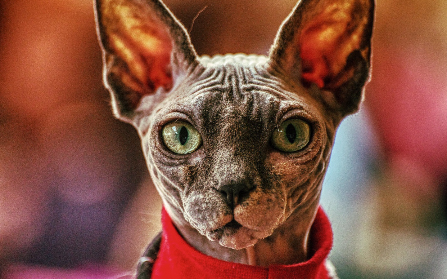 Кот сфинкс в свитере крупным планом