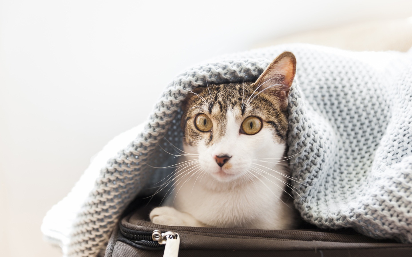 Кот сидит на чемодане под одеялом 