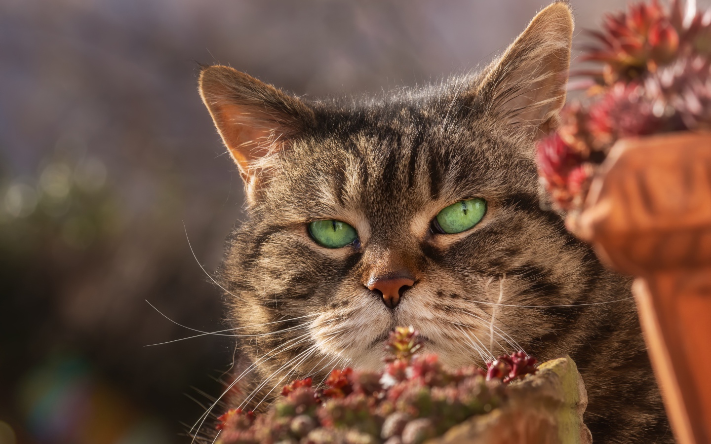 Морда серьезного зеленоглазого серого кота 