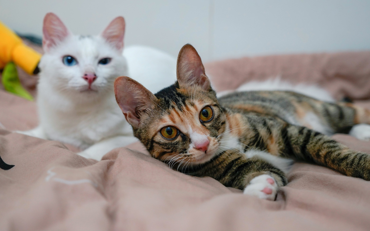 Две милые кошки лежат на кровати 