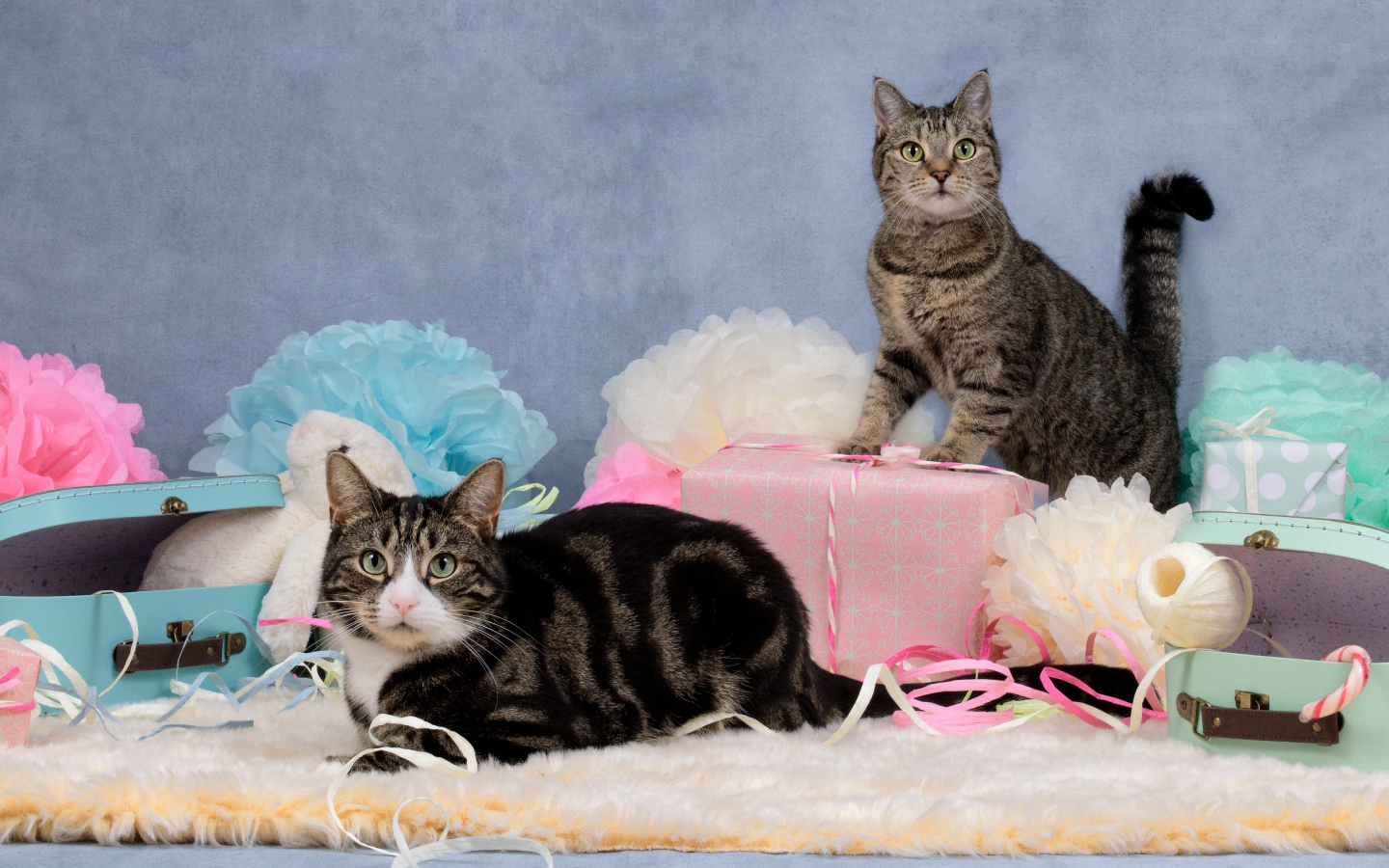Два серых кота с подарками и цветами на сером фоне