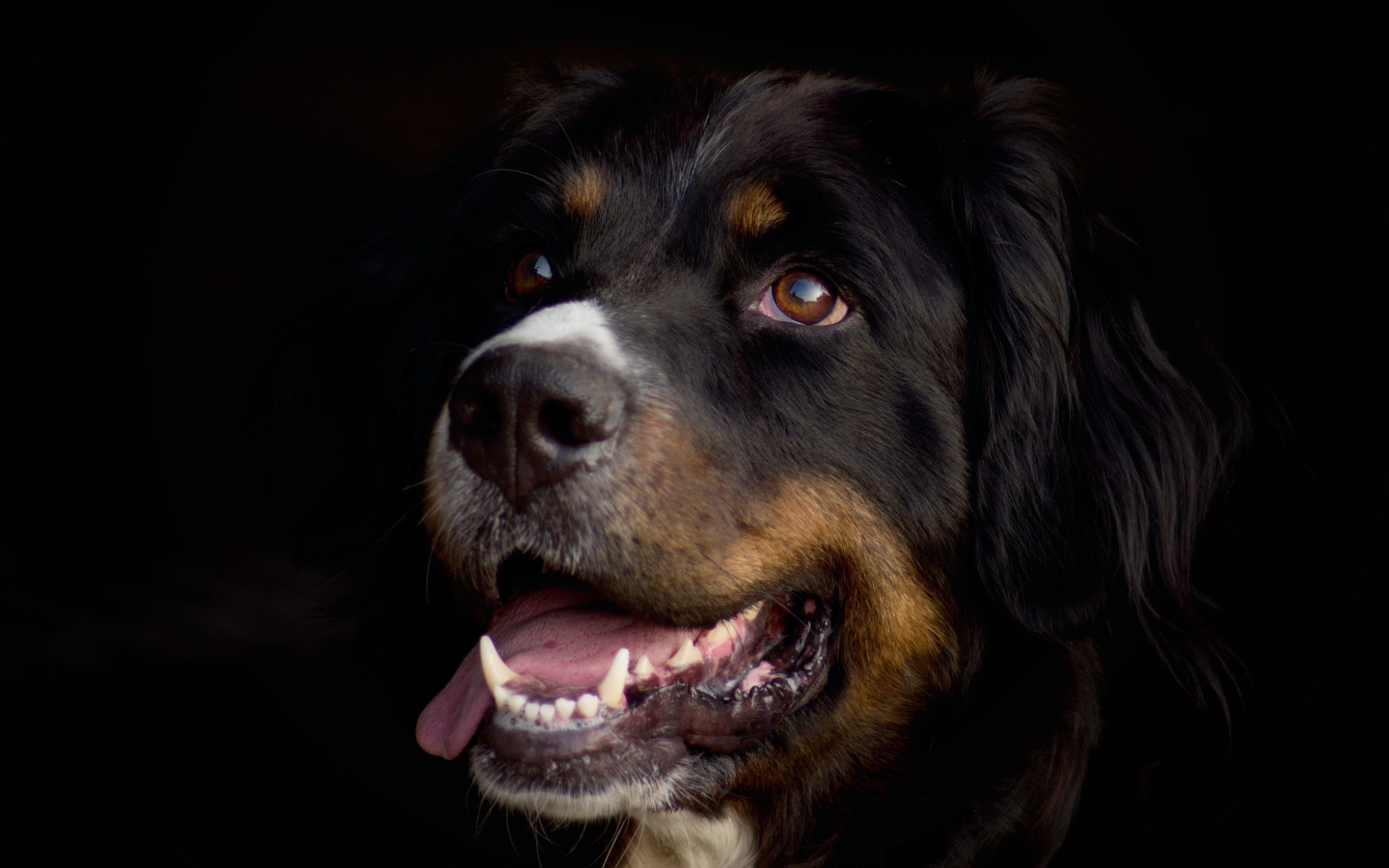 Бернский зенненхунд с высунутым языком на черном фоне 