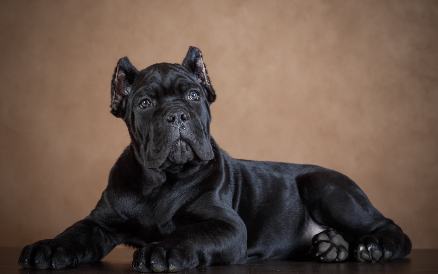 Черный щенок породы кане корсо 