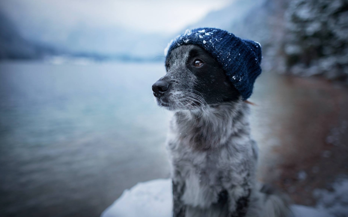 Собака породы бордер колли в теплой шапке 