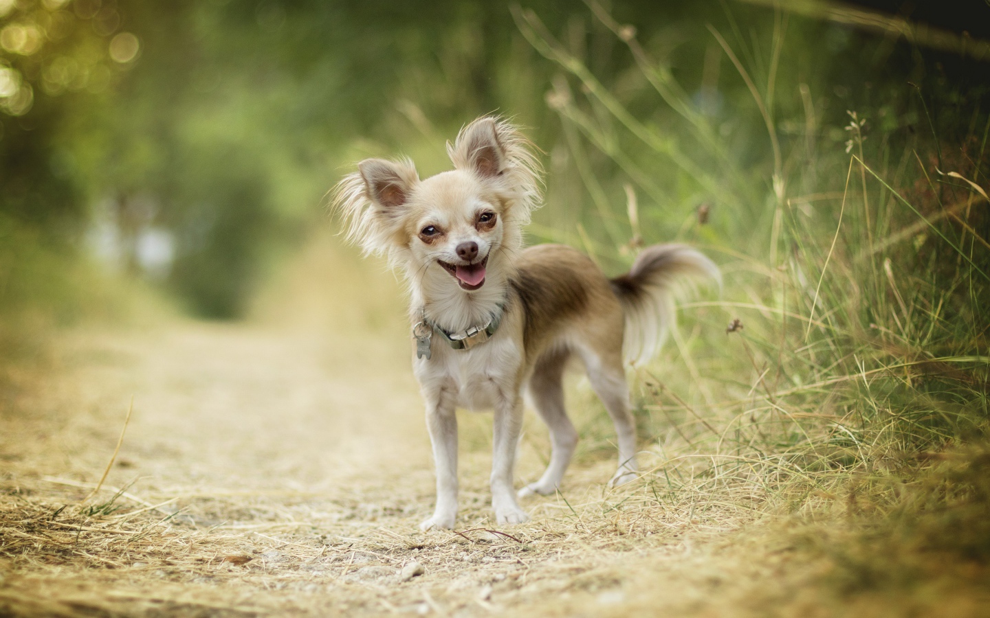 Веселая собака породы чихуахуа на дороге