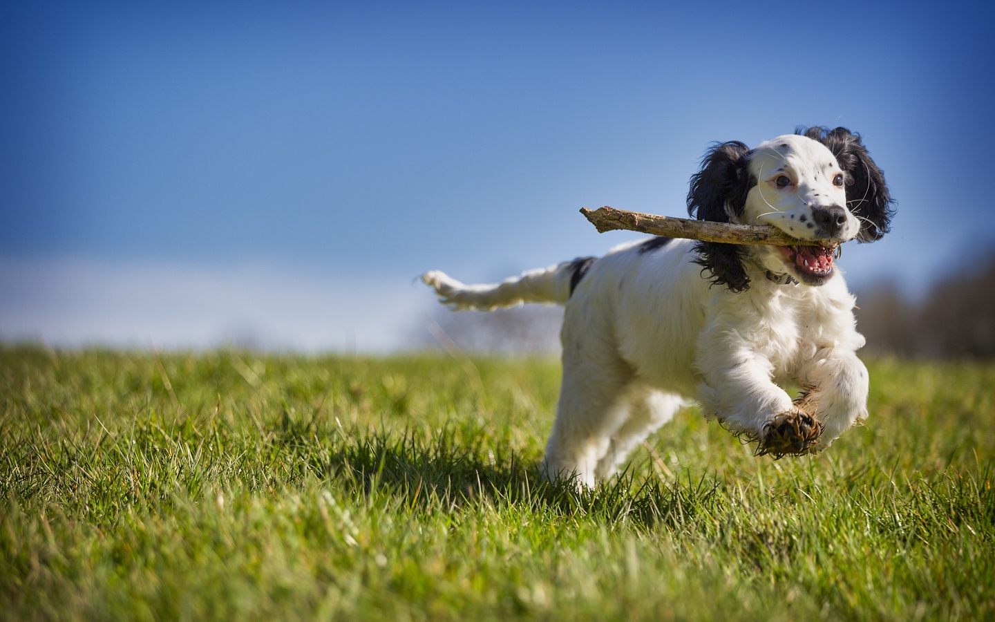 Веселый щенок с палкой бежит по зеленой траве