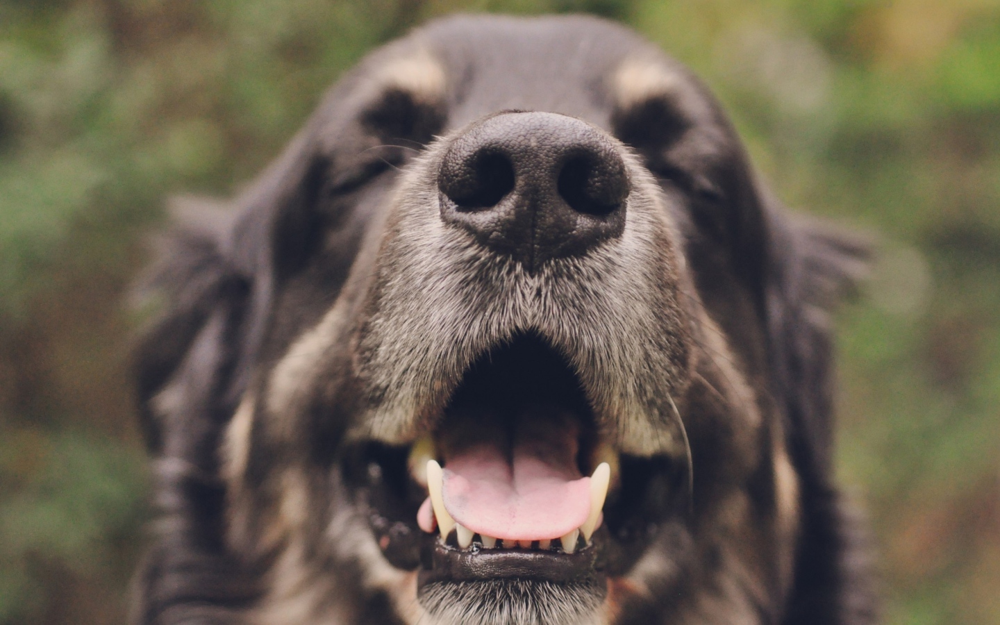 Собака с закрытыми глазами открыла пасть 