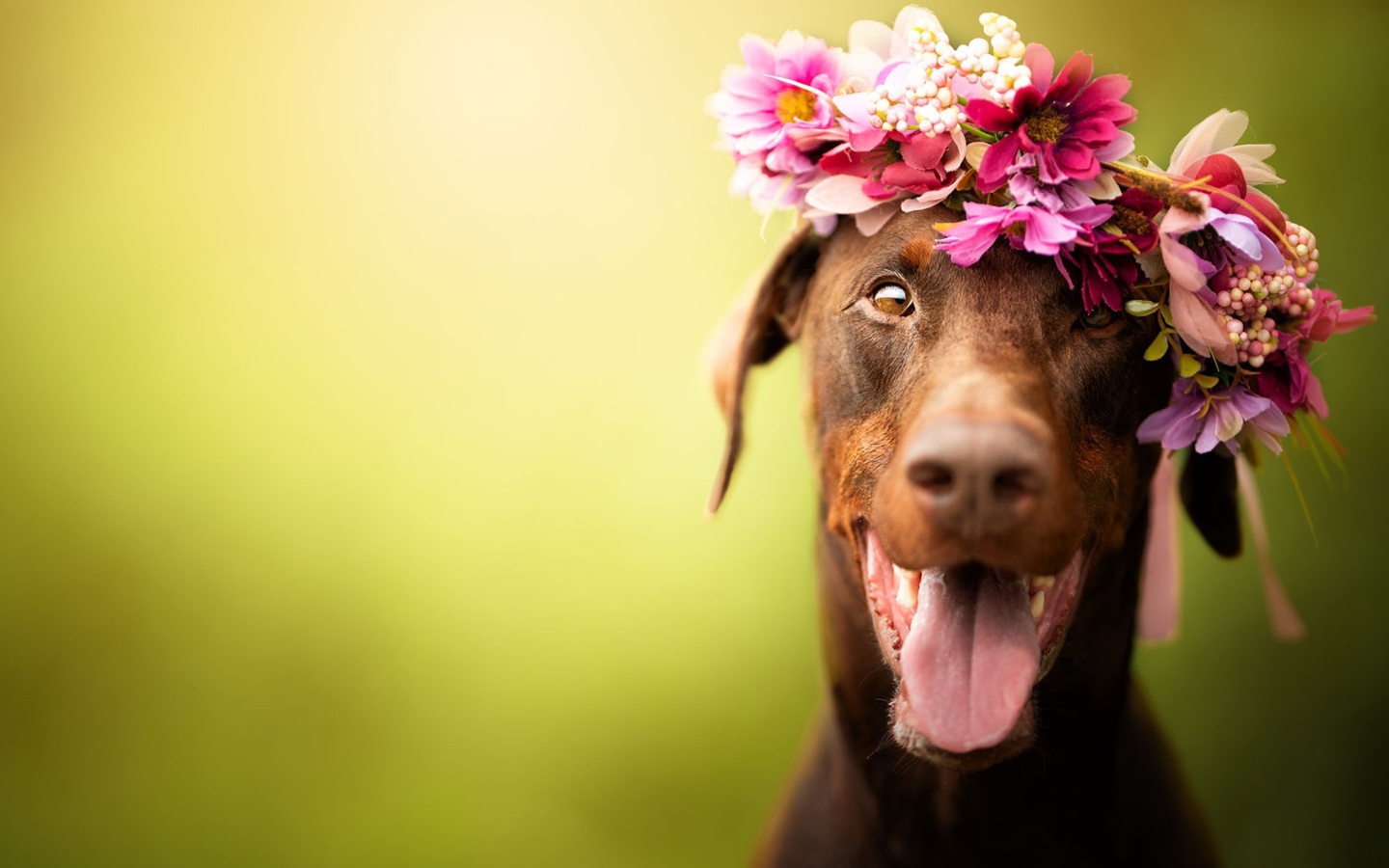 Собака с открытой пастью с венком на голове 