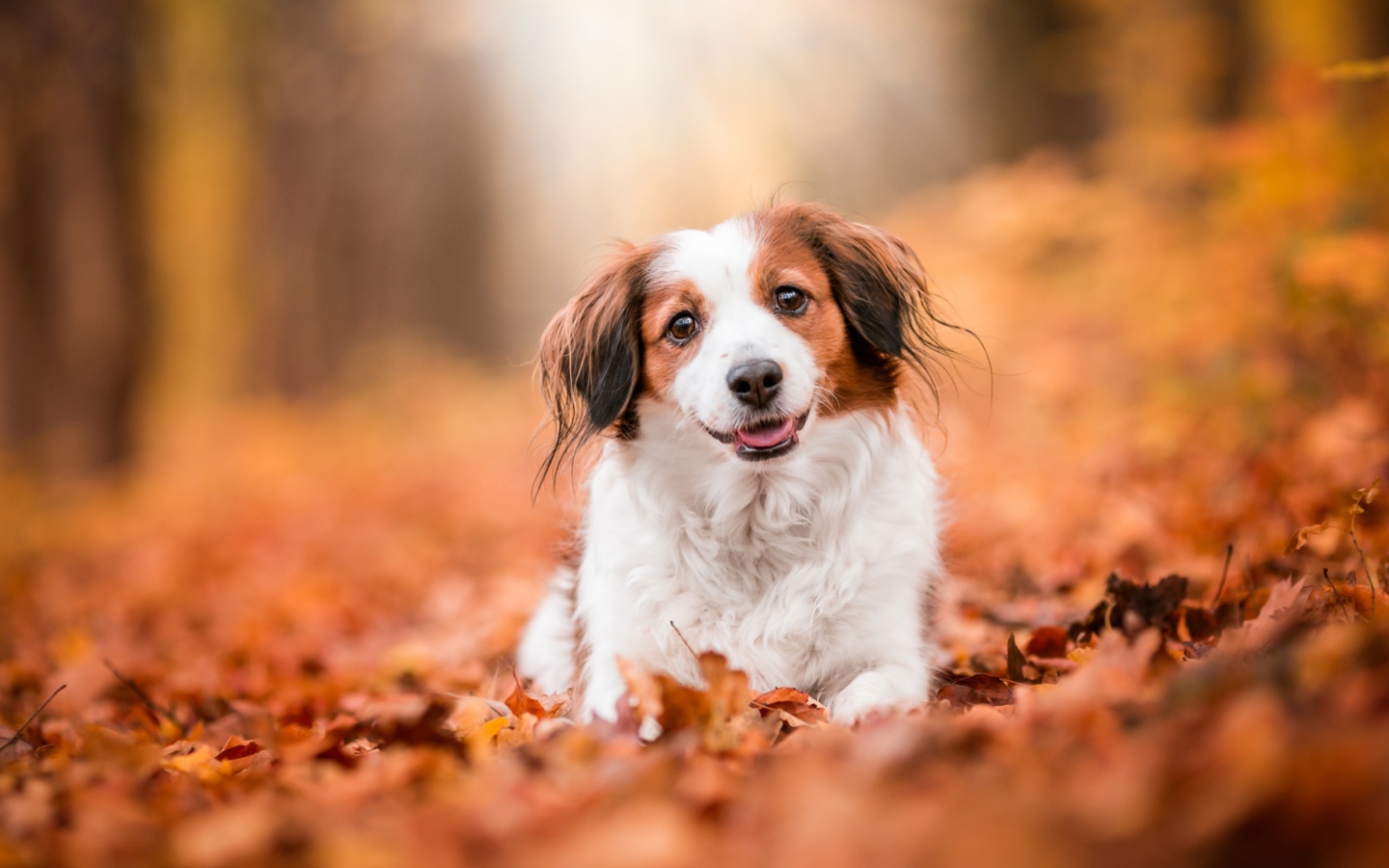 Собака с высунутым языком сидит на сухих листьях 