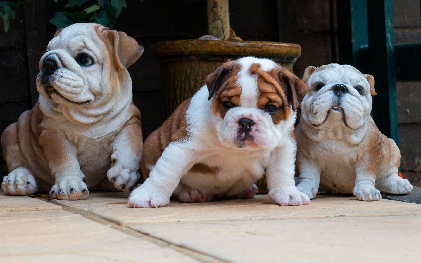 Щенок английского бульдога с садовыми фигурами