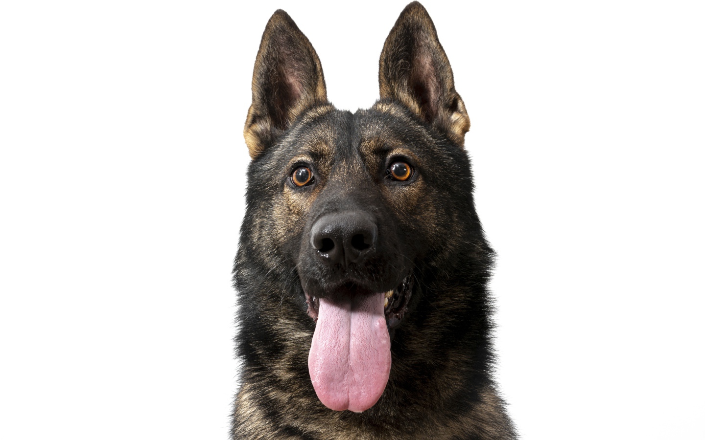Немецкая овчарка  с высунутым языком