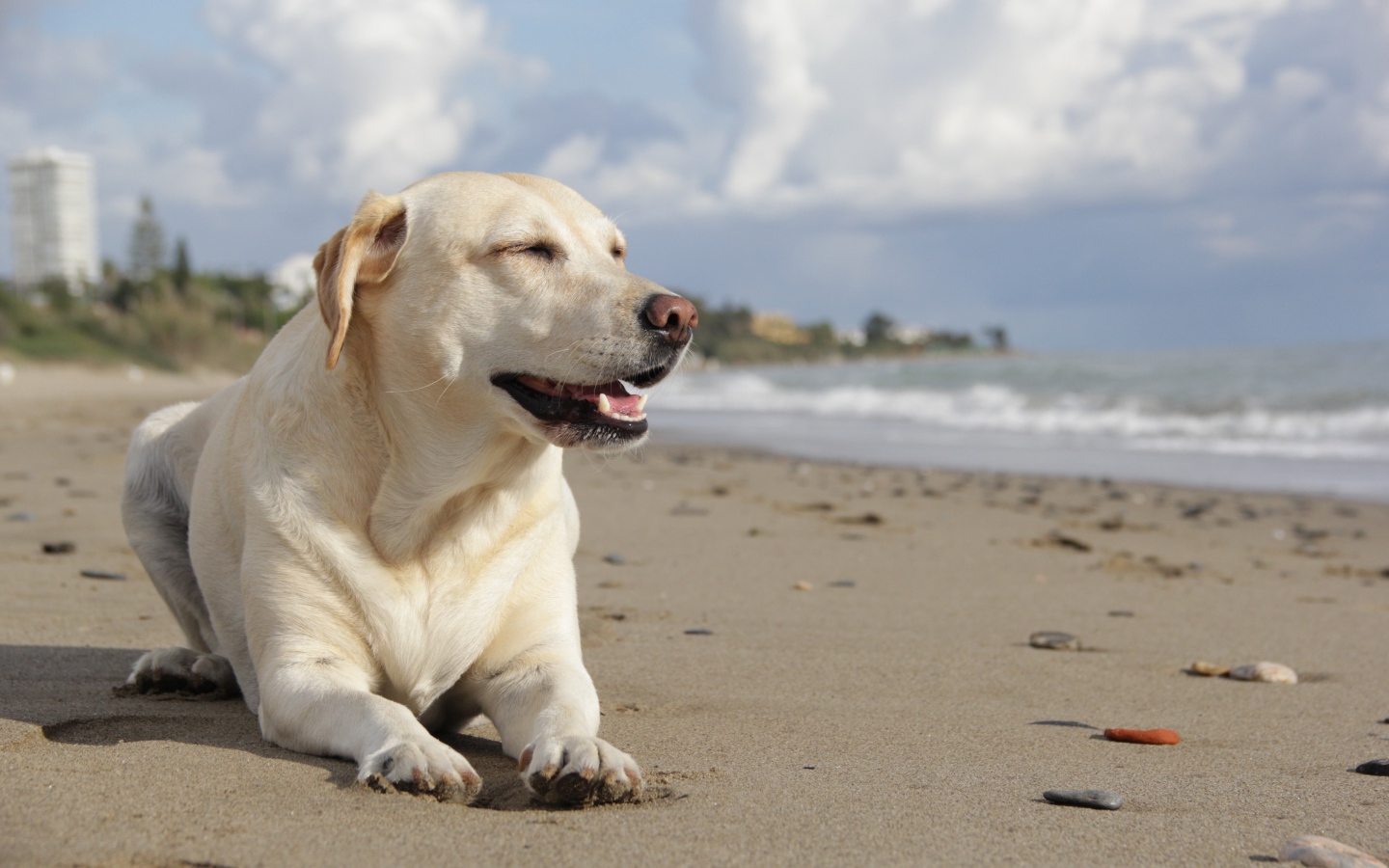 Золотистый ретривер загорает на пляже у воды 