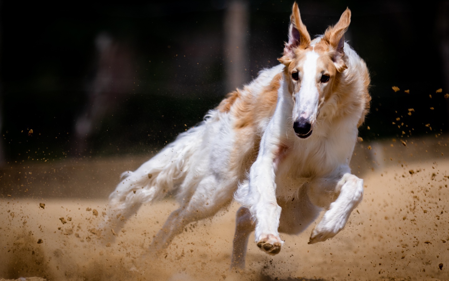 Собака породы борзая бежит по песку