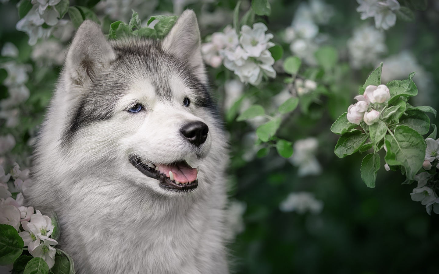 Хаски с высунутым языком в цветах яблони 