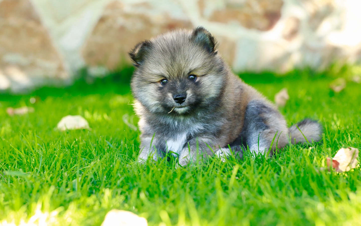 Маленький щенок померанского шпица на зеленой траве