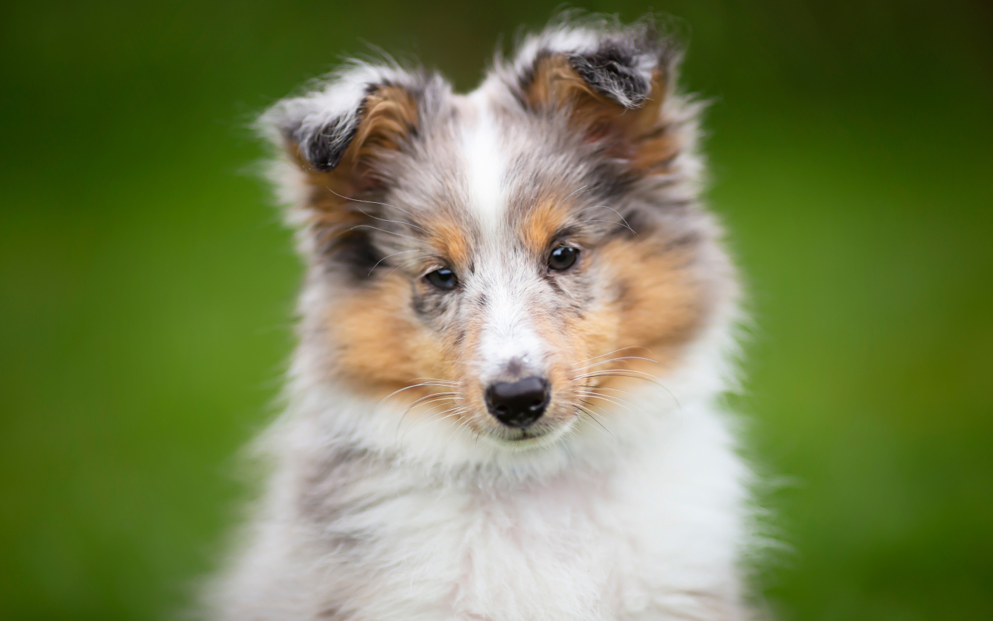 Маленький щенок шелти  на зеленом фоне