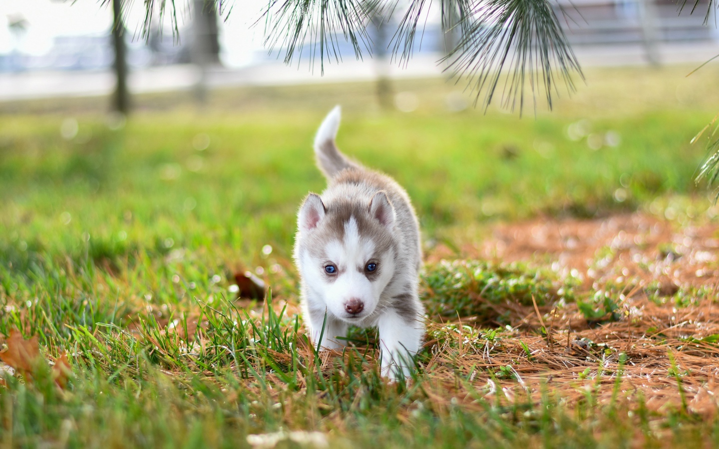 Маленький голубоглазый щенок хаски гуляет по зеленой траве