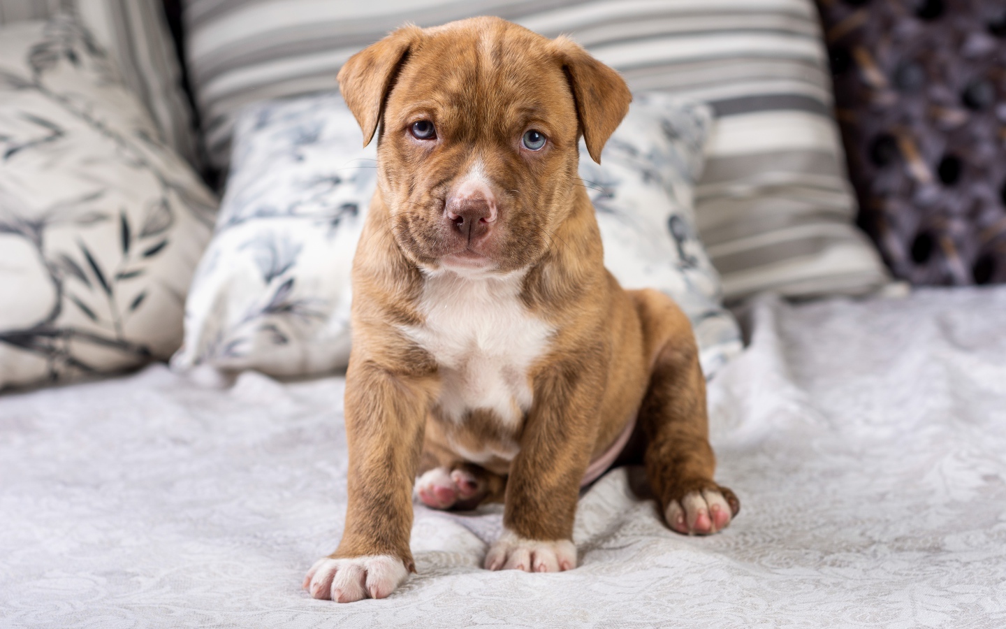 Маленький голубоглазый щенок питбуля сидит на кровати 