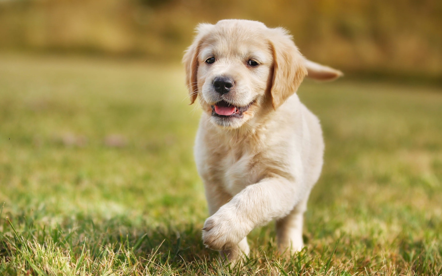 Маленький щенок золотистого ретривера бежит по зеленой траве