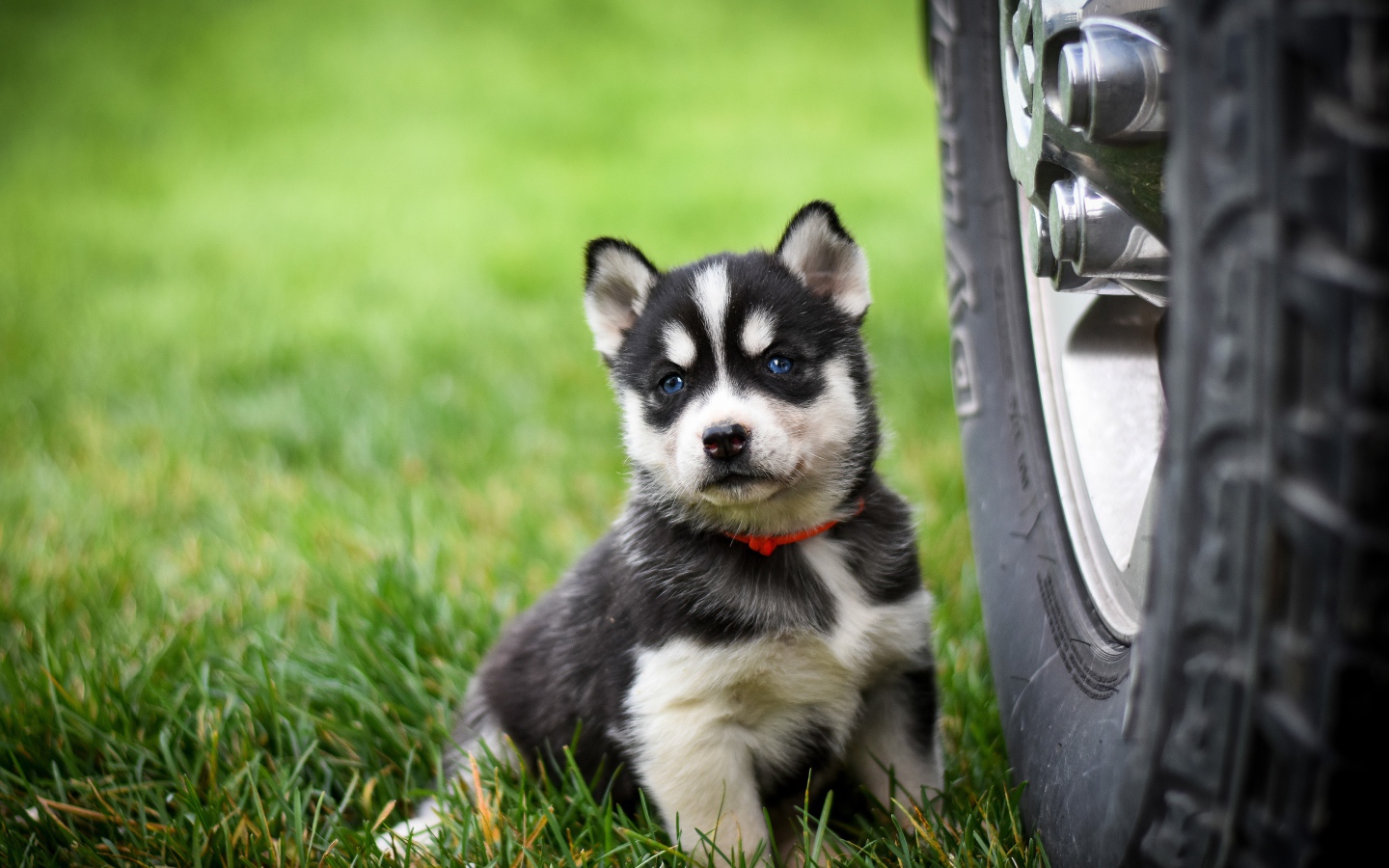 Маленький щенок хаски сидит на зеленой траве у колеса 