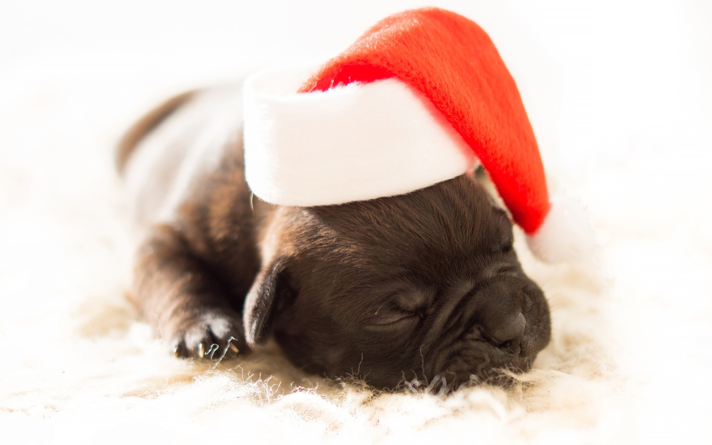 Маленький новорожденный щенок в новогодней шапке 