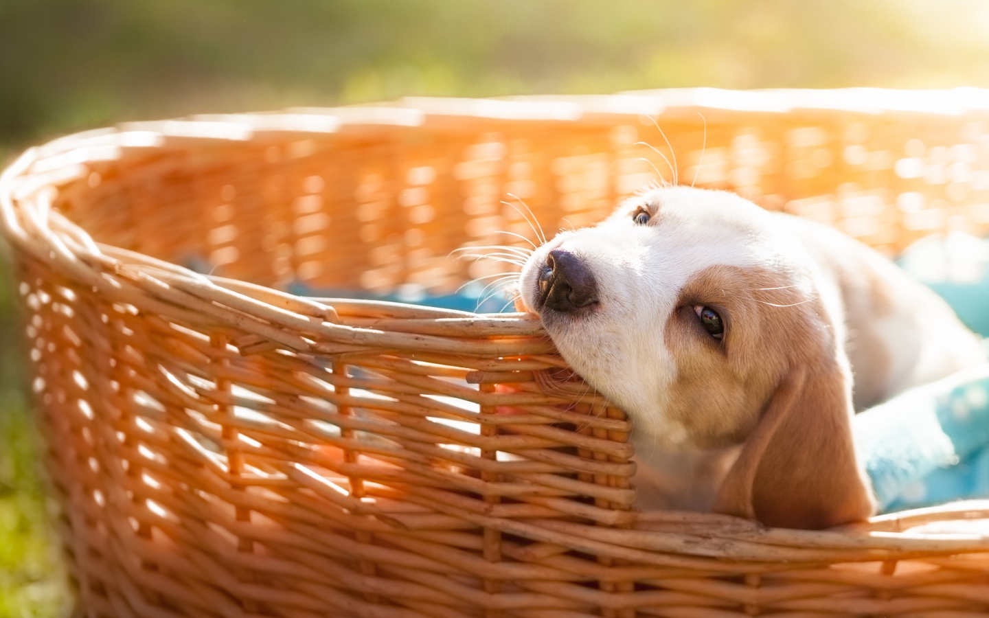 Маленький щенок грызет плетеную корзину