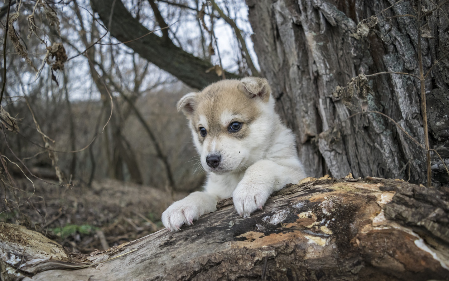 Little puppy sits on a dry tree in the forest
