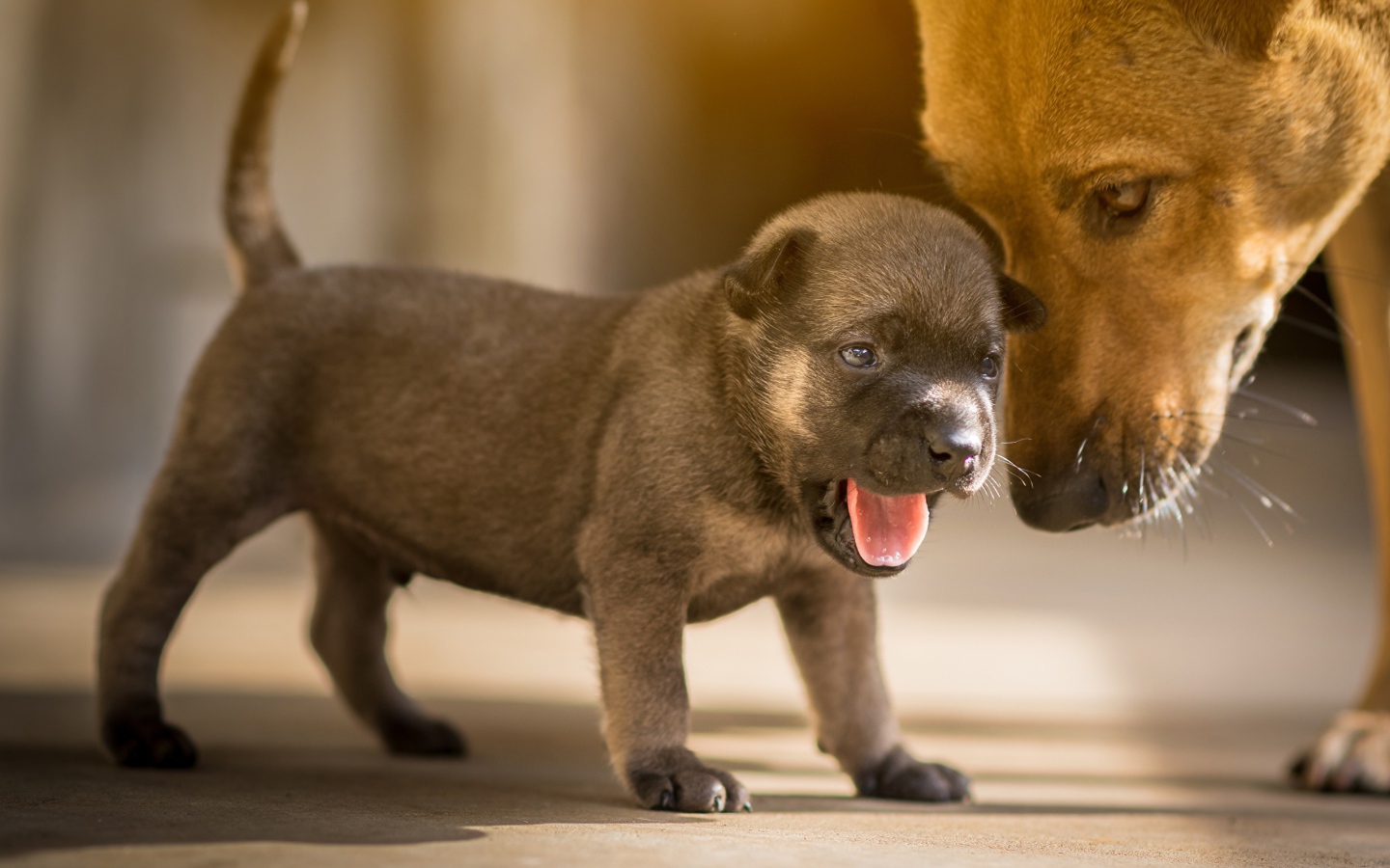 Маленький щенок с открытой пастью 
