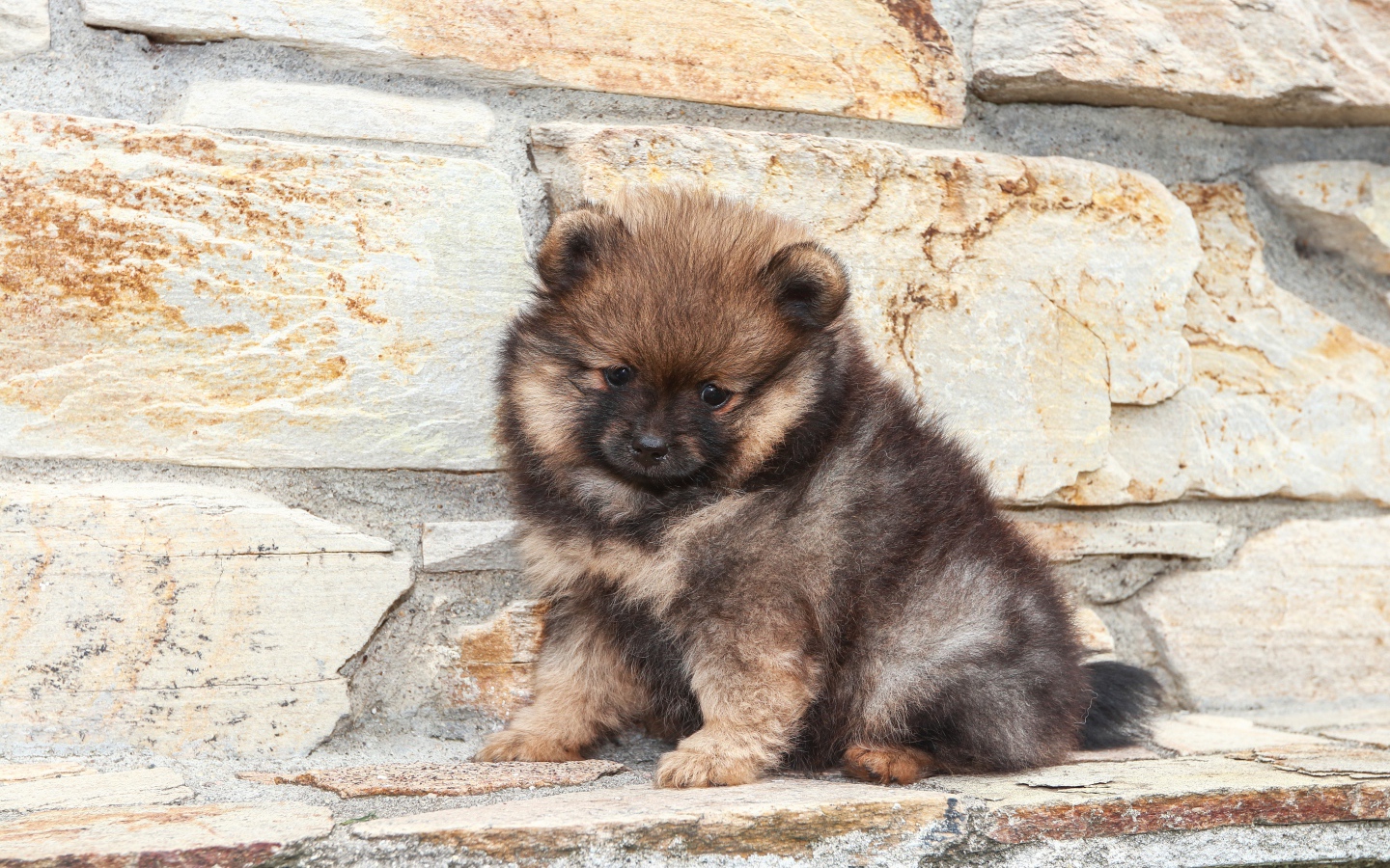 Маленький грустный щенок померанского шпица у стены 