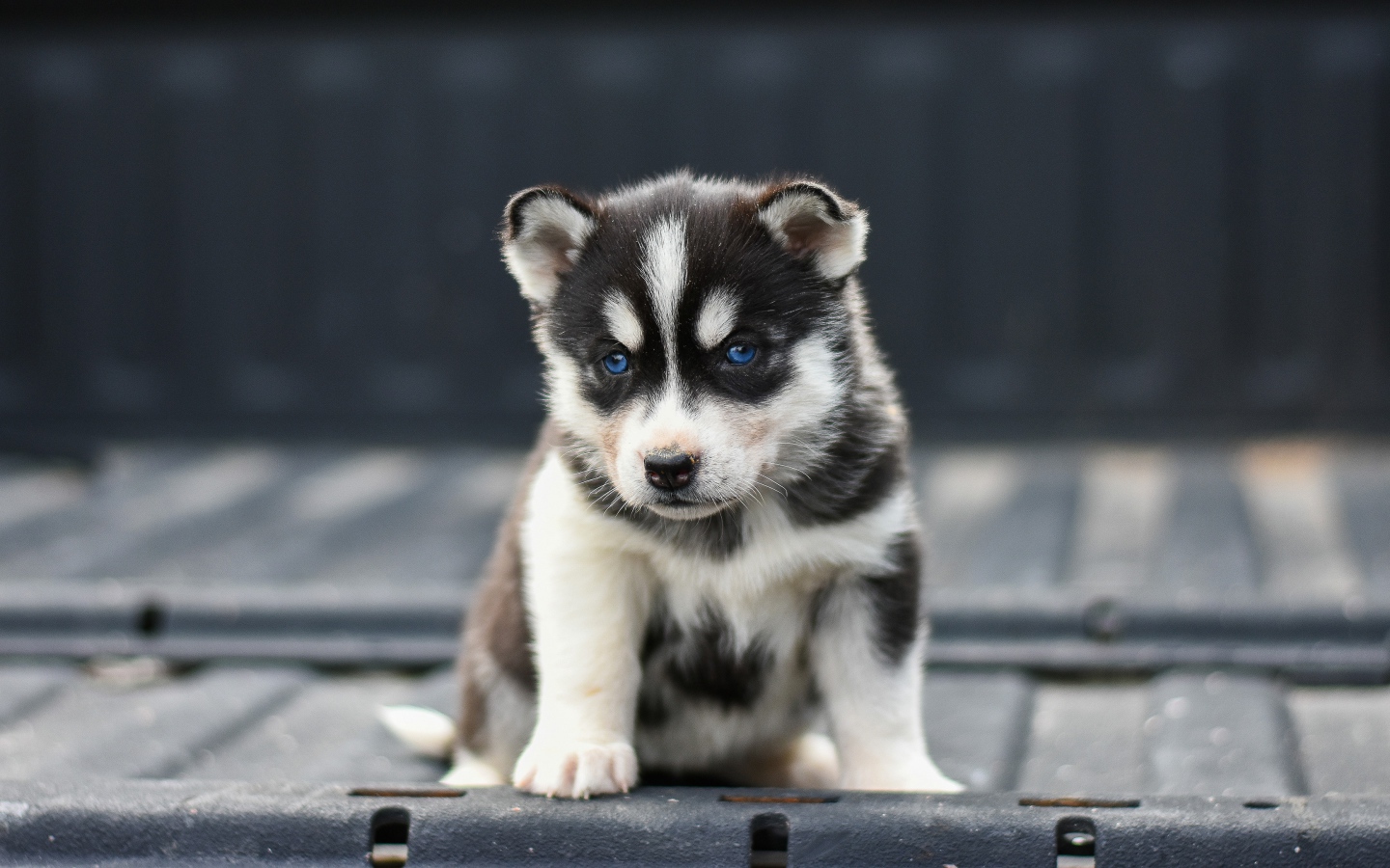 Little sad blue-eyed husky puppy