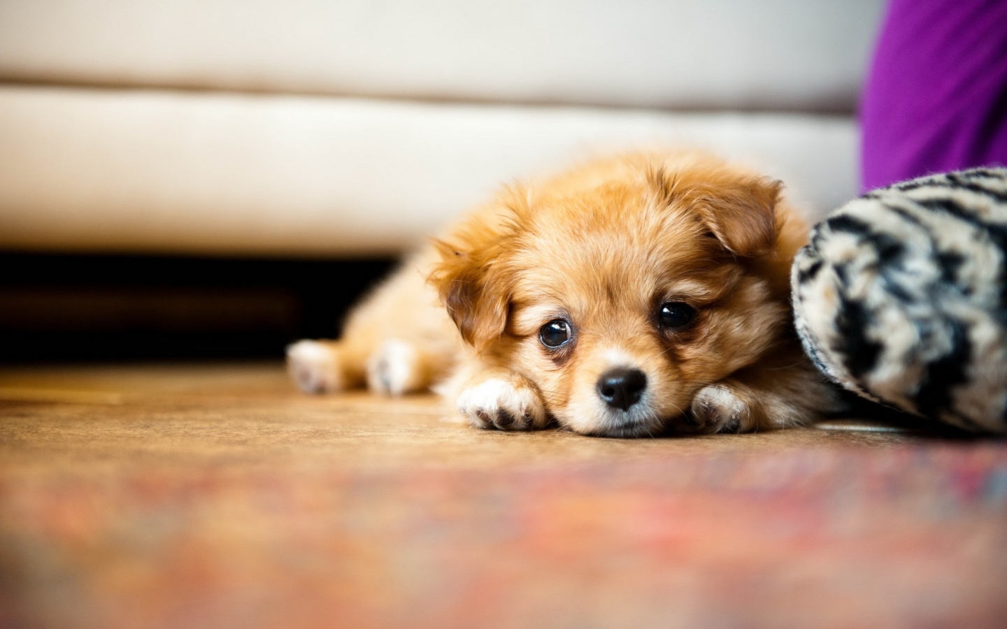 Маленький грустный щенок чихуахуа лежит на полу 