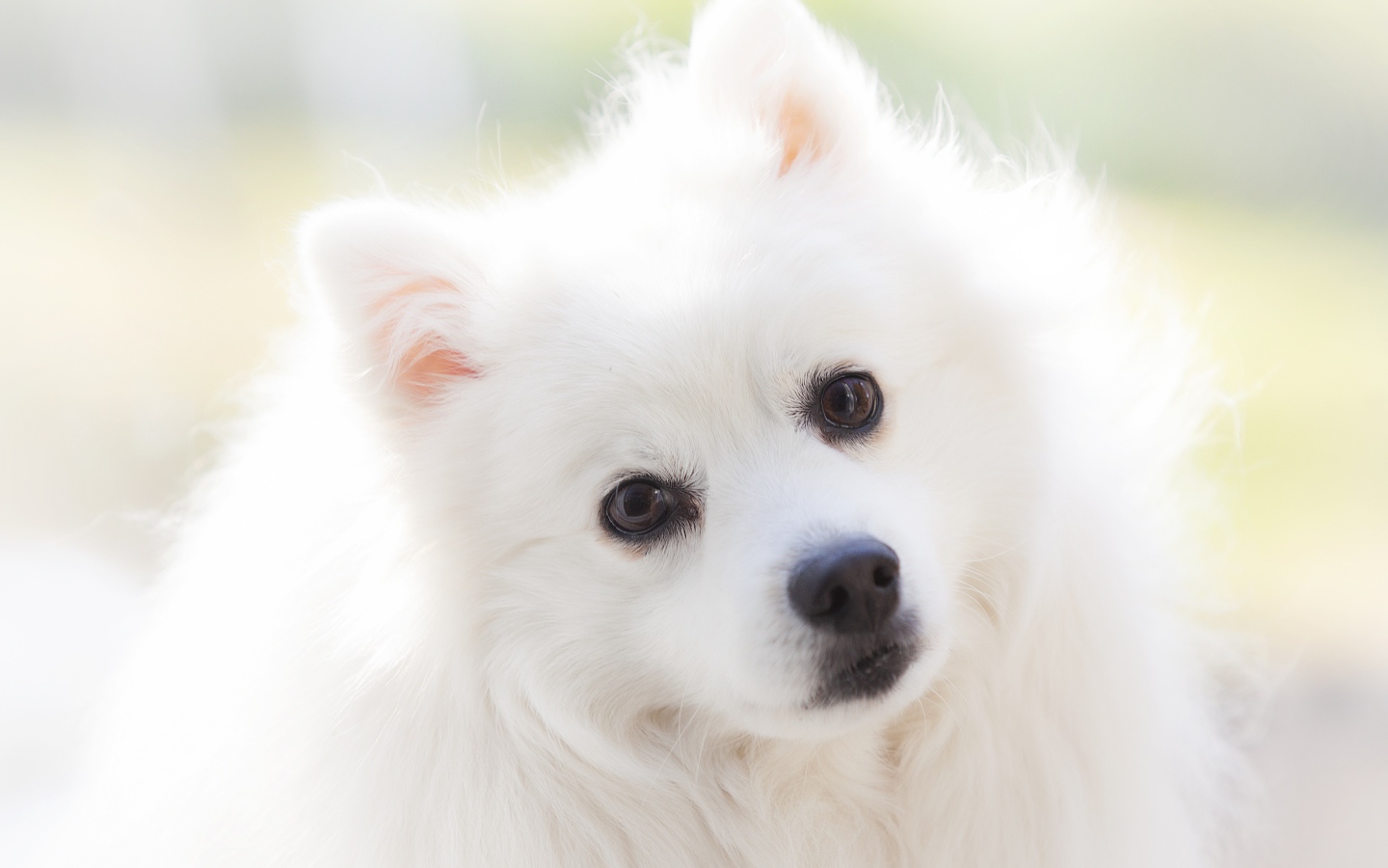 Взгляд белой кареглазой пушистой собаки