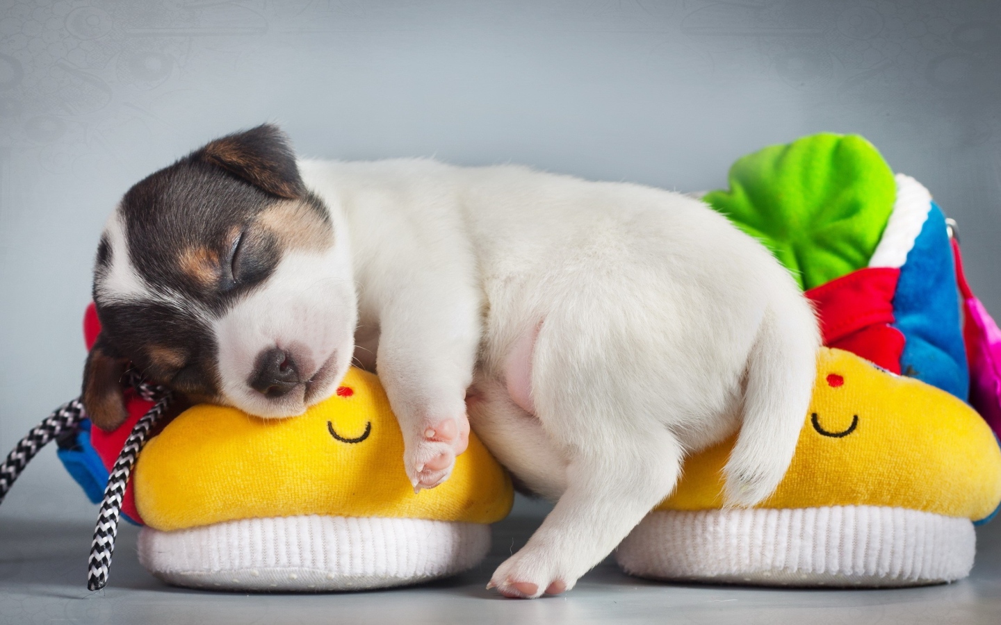 Щенок спит на детских пинетках 