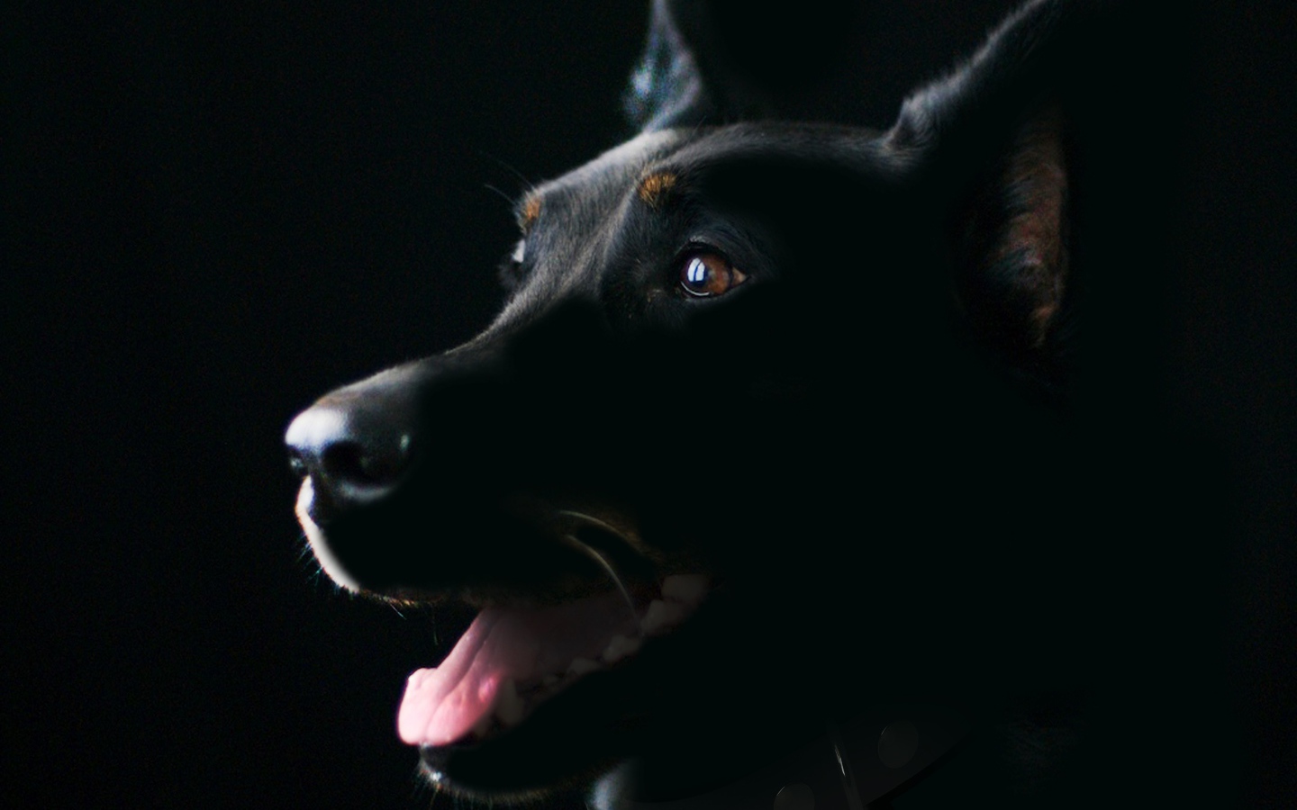 Породистая собака с высунутым языком на черном фоне