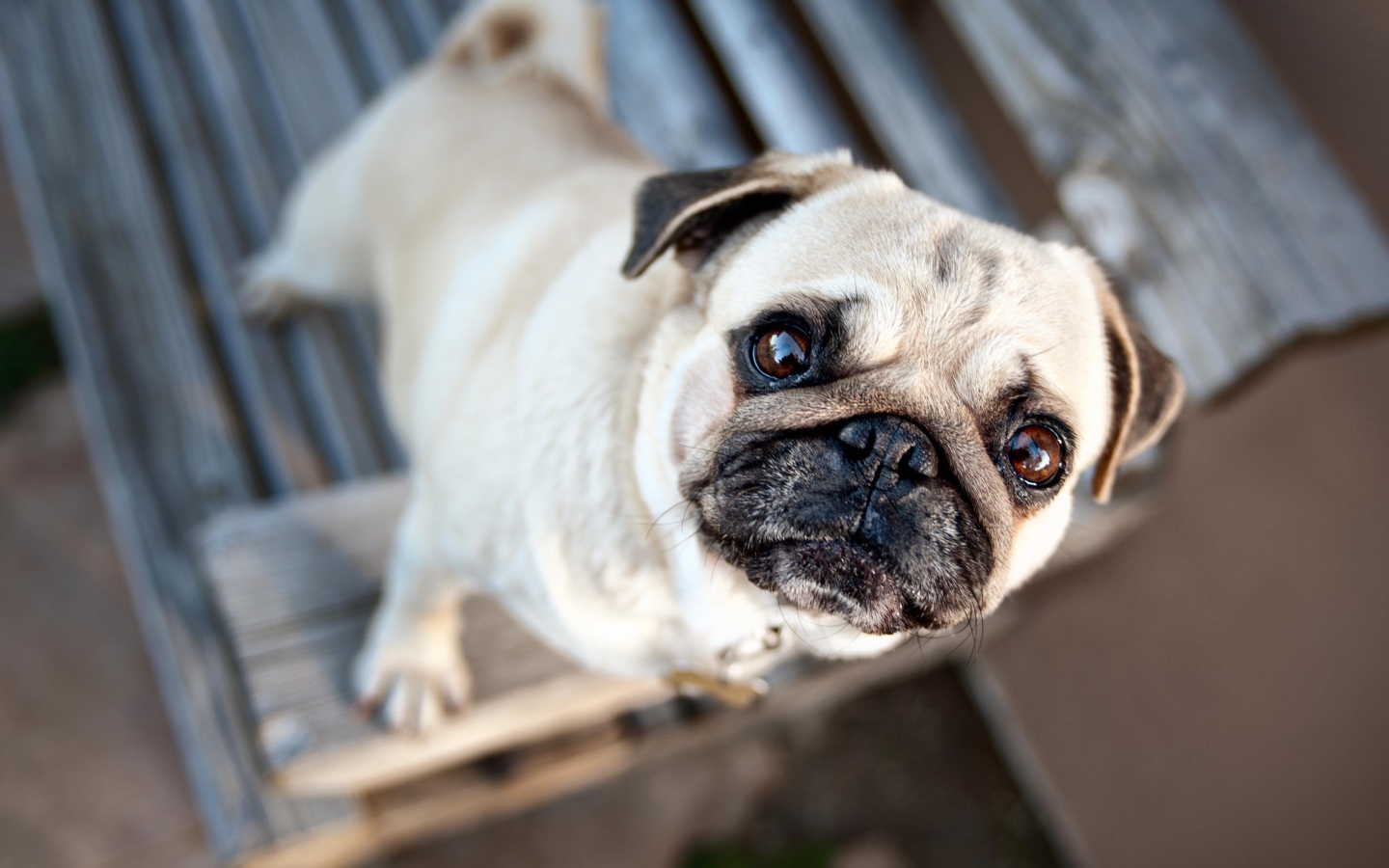 Грустный мопс смотрит на хозяина 