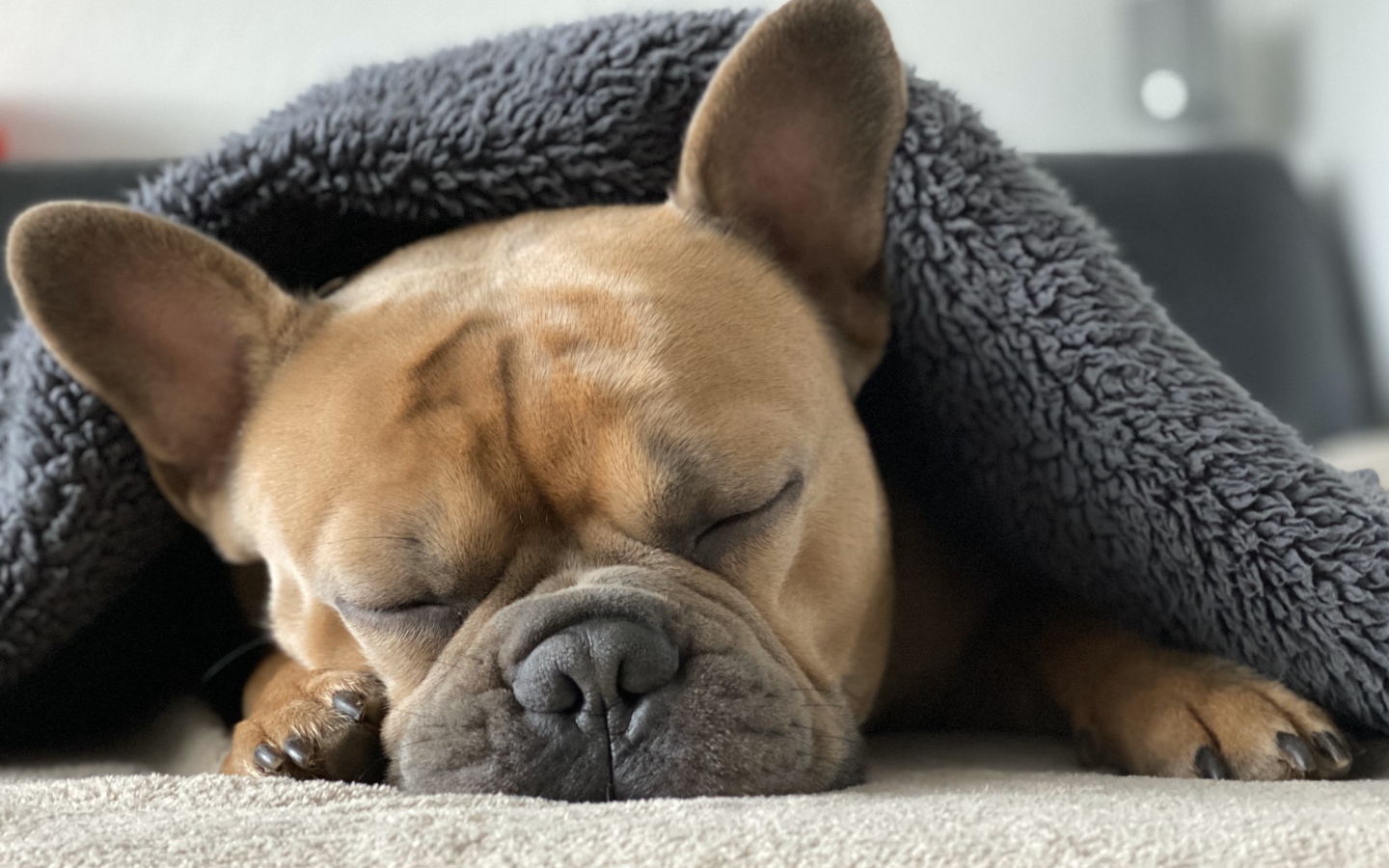 Sleeping french bulldog under the covers