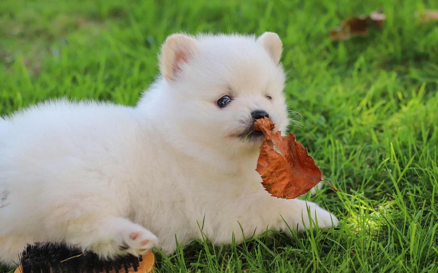 Маленький белый щенок шпица на зеленой траве с листом