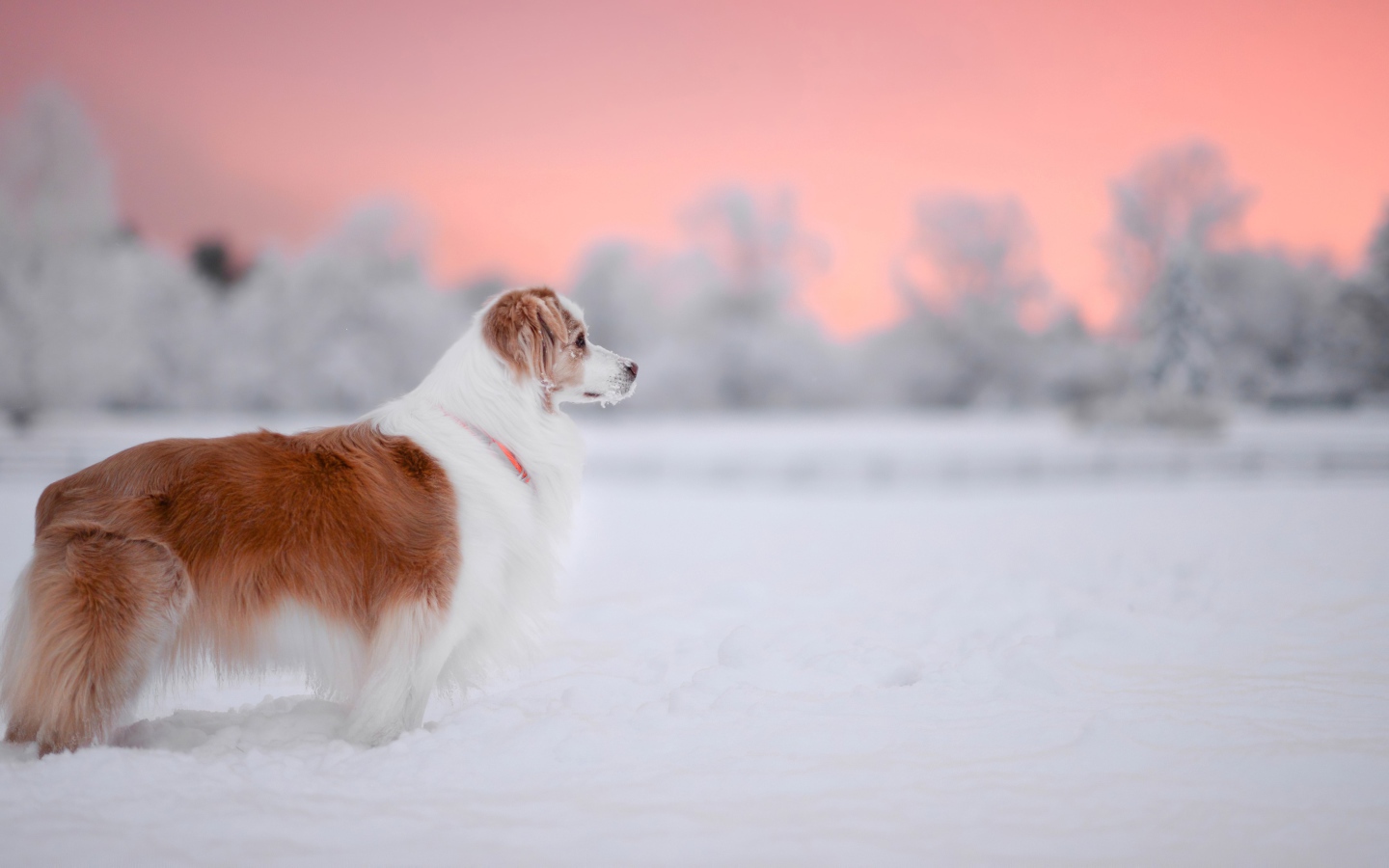 Породистый пес стоит на снегу 