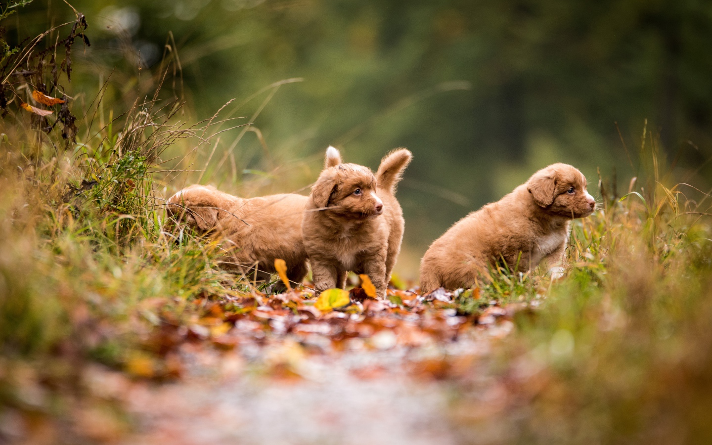 Три маленьких коричневых щенка идут по тропинке 