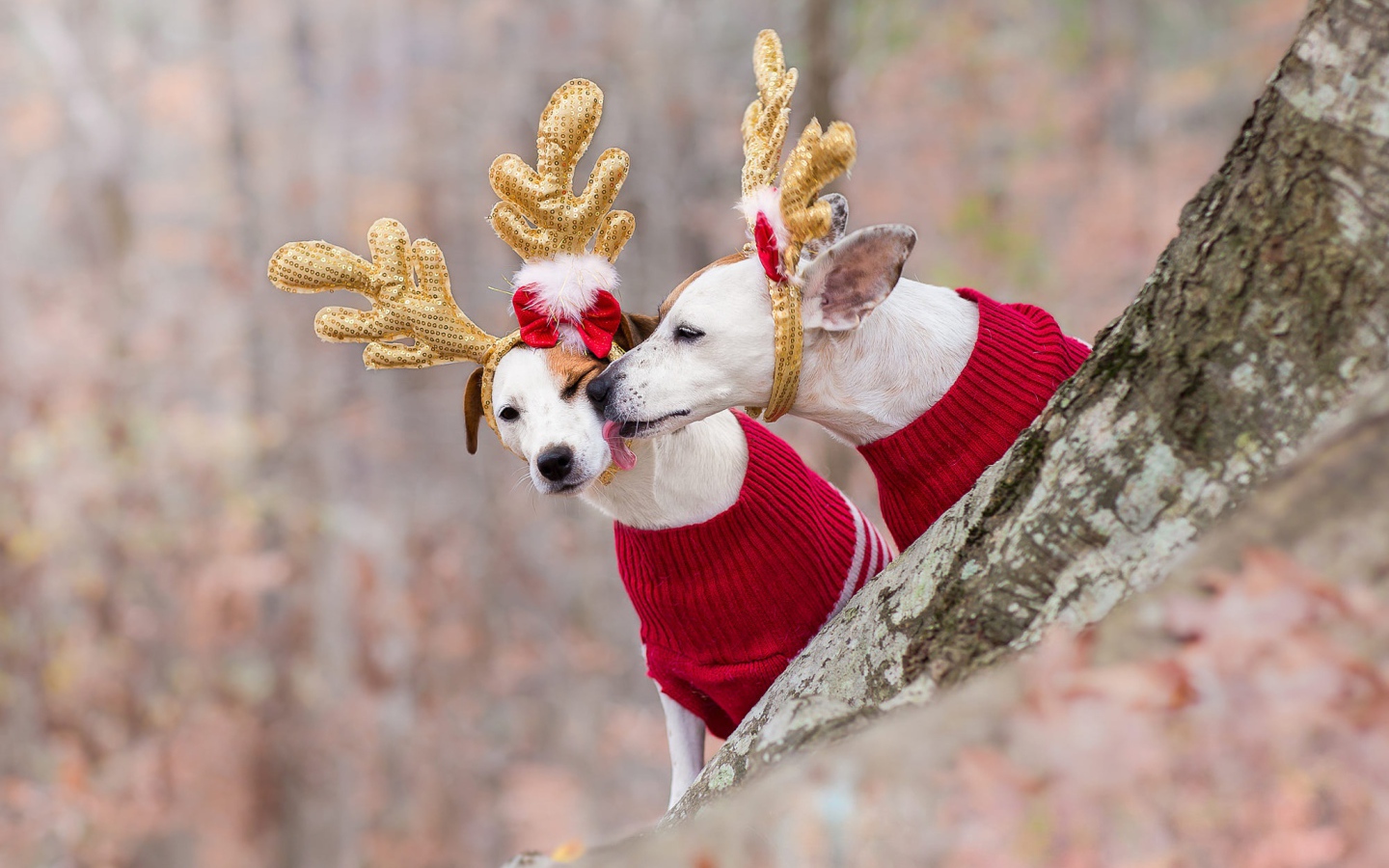 Две собаки в новогодних костюмах оленей в лесу