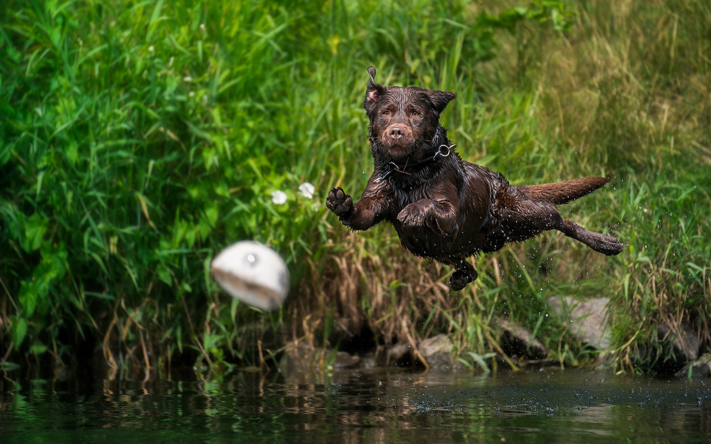 Мокрый лабрадор прыгает в воду за мячом