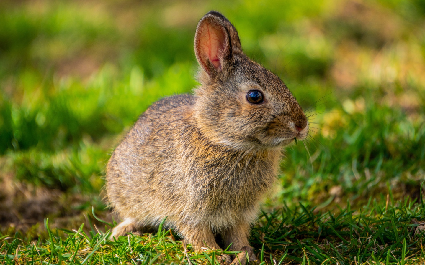 Дикий серый заяц на зеленой траве