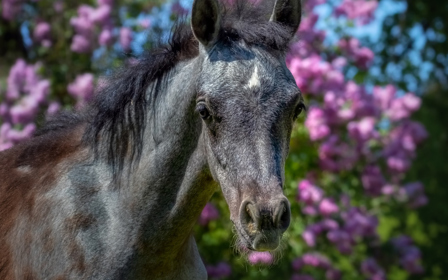 Красивая лошадь на фоне цветов крупным планом